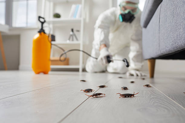 Commercial Kitchen Cockroach Control in South Padre Island